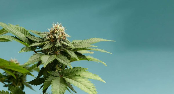 Choisir les meilleures fleurs de cbd : guide et conseils